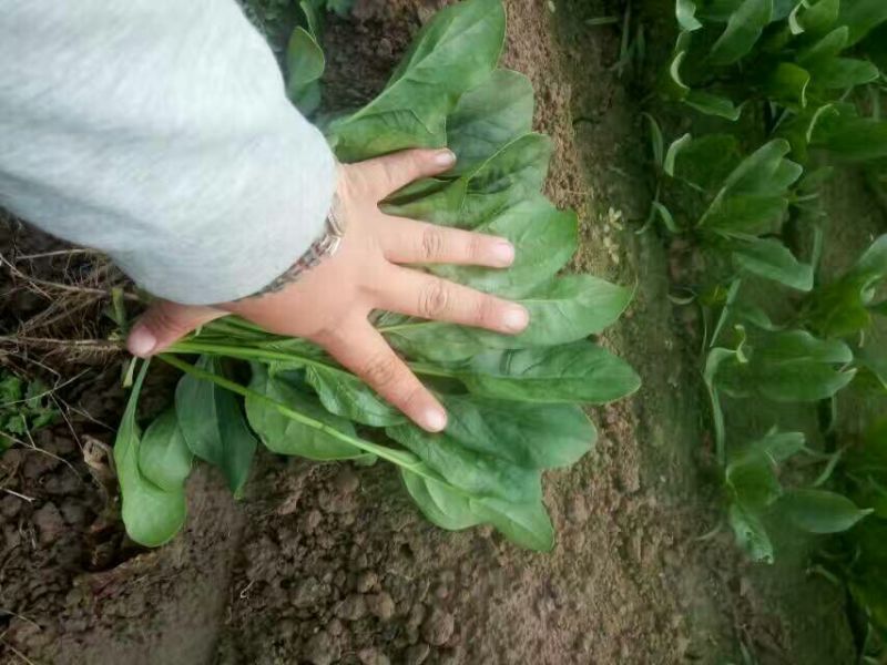 全能菠菜25~30厘米