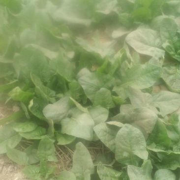 大叶菠菜20~25厘米
