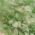 大叶菠菜20~25厘米