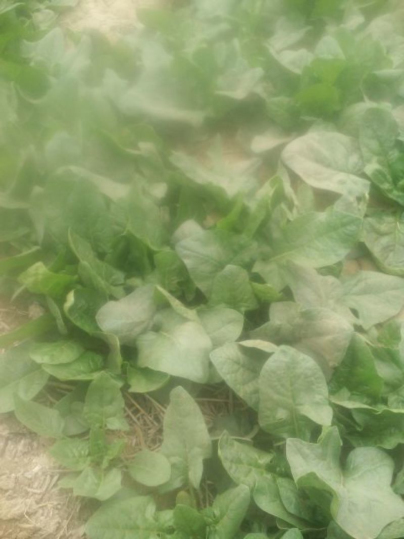 大叶菠菜20~25厘米