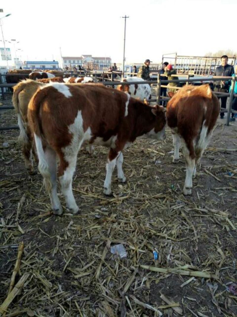 常年出售吉林优质西门塔尔肉牛犊，架子牛，繁殖母牛，种公牛