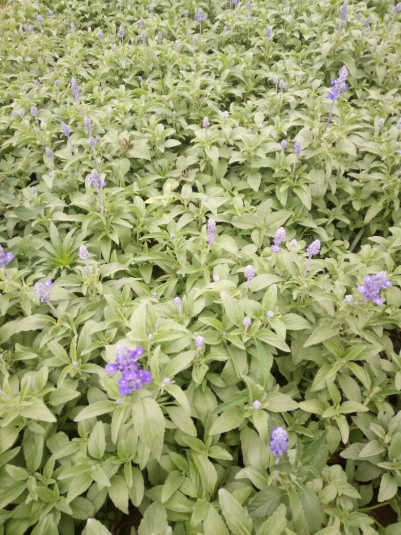 长春花