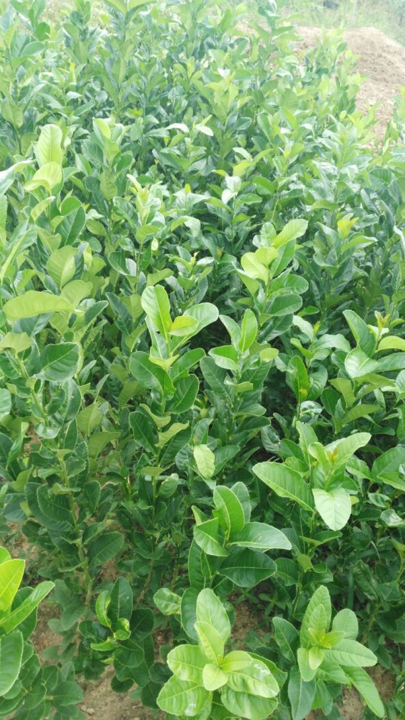 无籽香水柠檬树大苗（地苗）