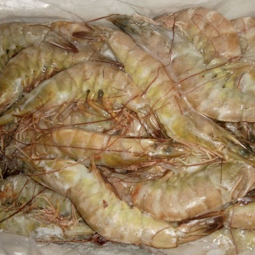 青虾