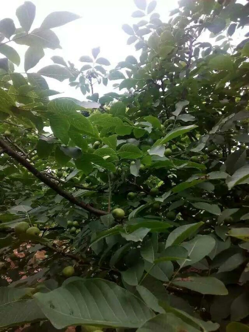 8518核桃30mm以上青皮