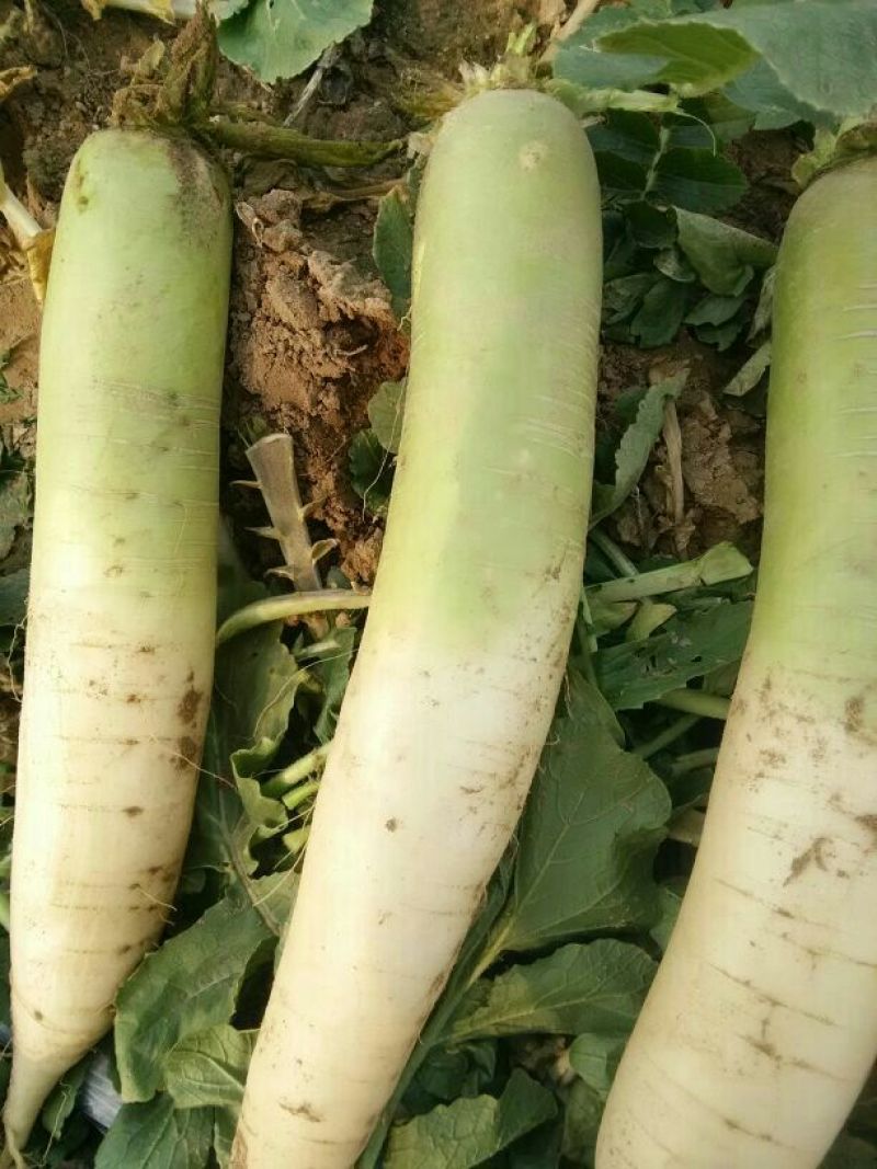 露头青萝卜1~1.5斤起