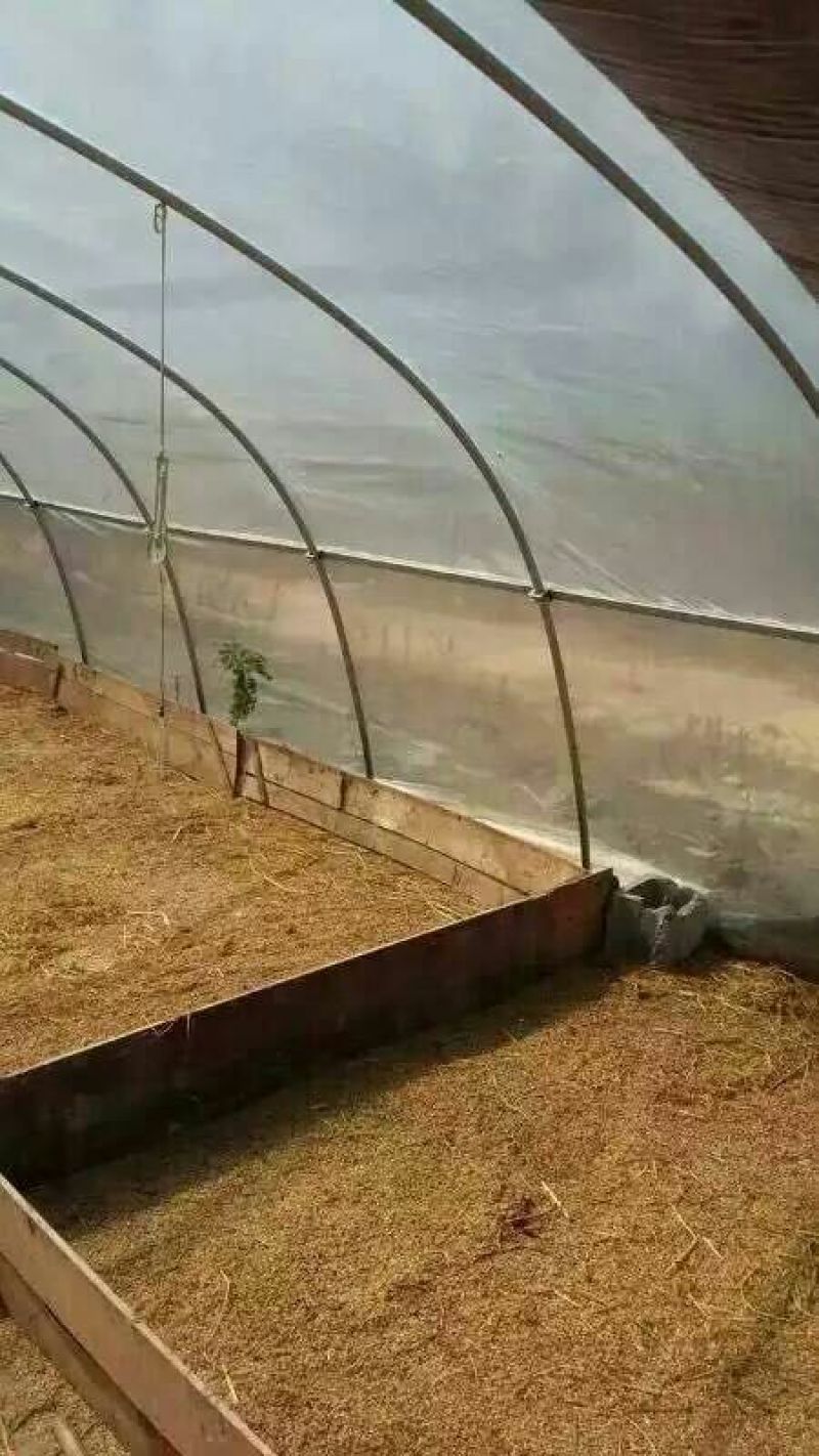 狮头鹅苗250g以上
