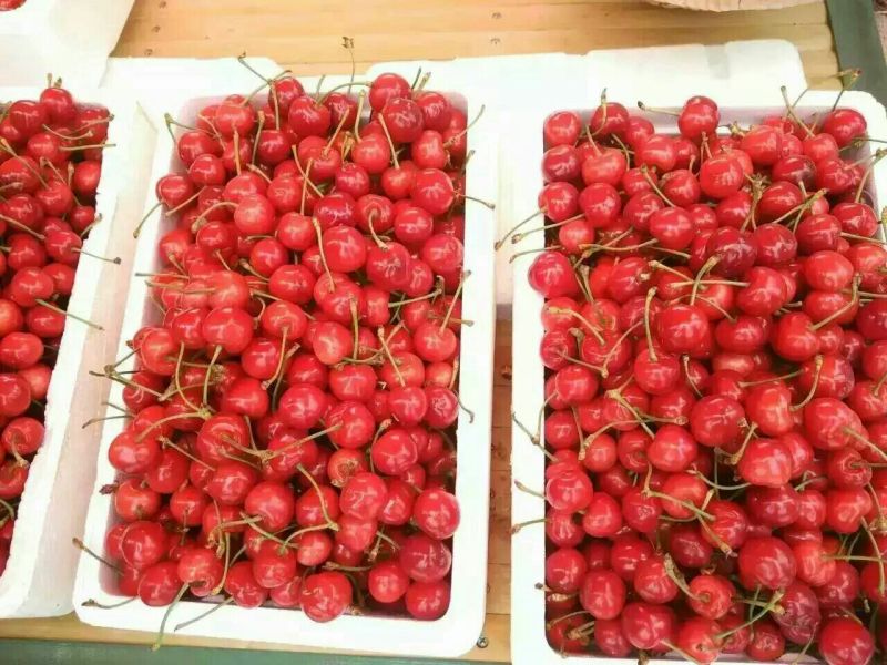 黄蜜樱桃苗2年80cm以上嫁接樱桃树苗矮化樱桃树