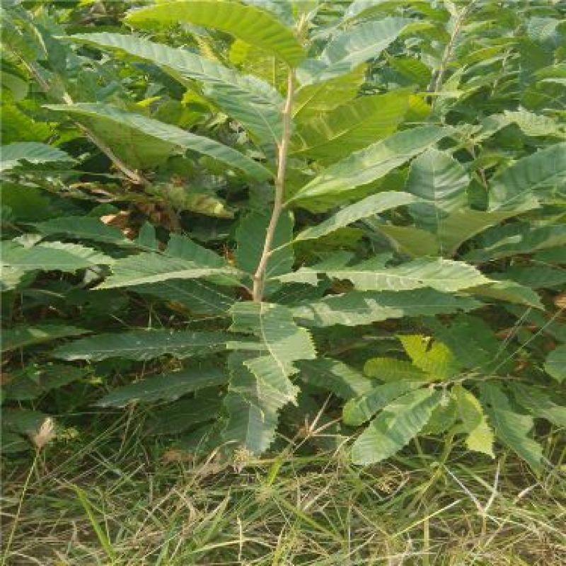 板栗树苗50~60cm