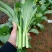 菜苔