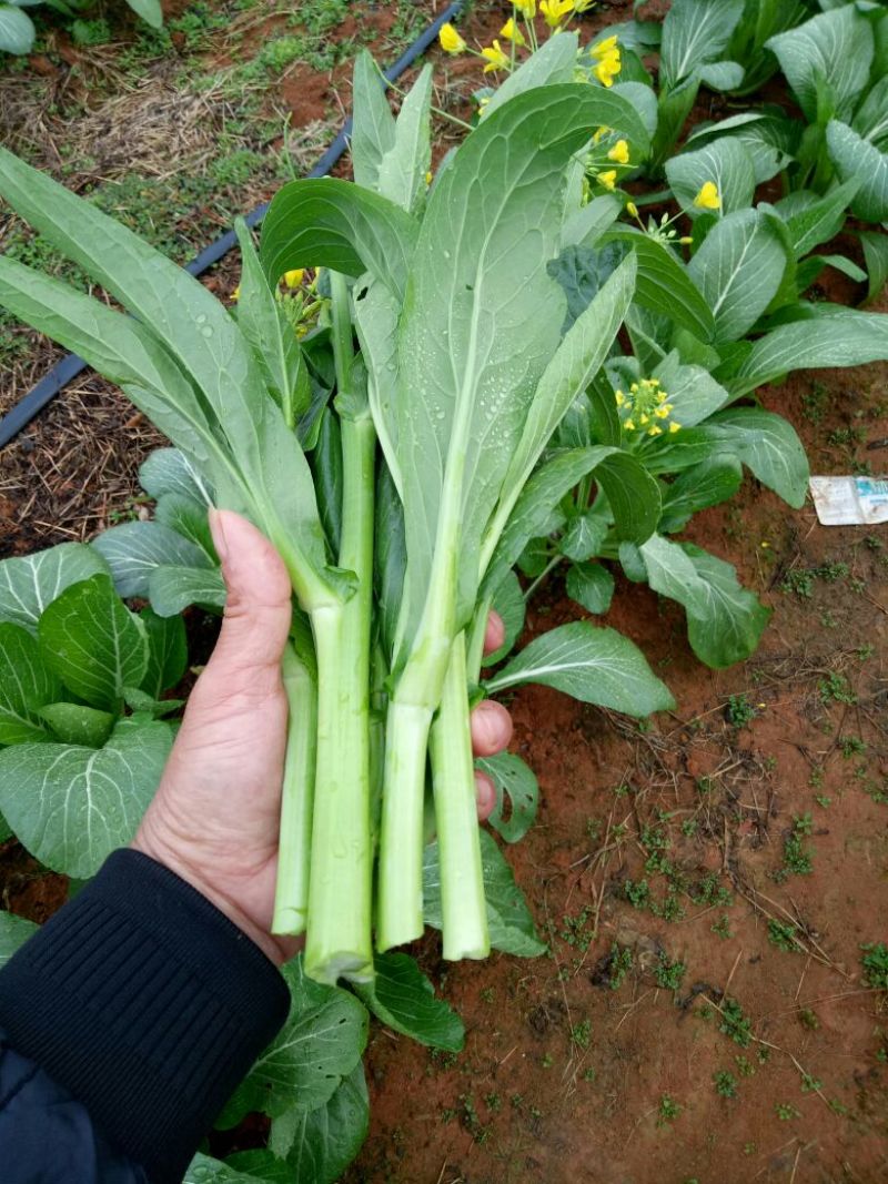 菜苔
