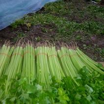 芹菜50cm以上四季西芹粗细适中，有光度，专门种芹菜茼