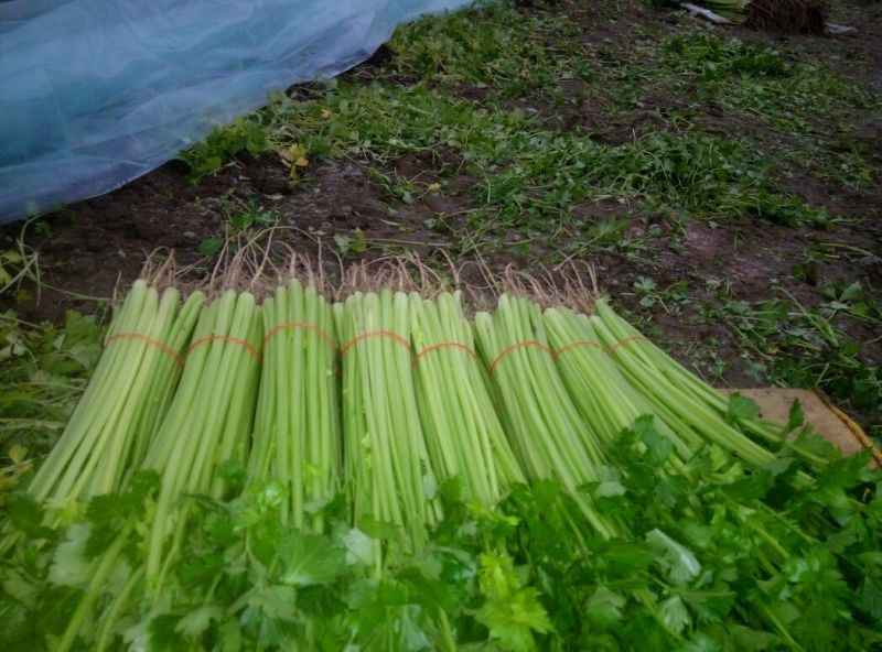 芹菜50cm以上四季西芹粗细适中，有光度，专门种芹菜茼