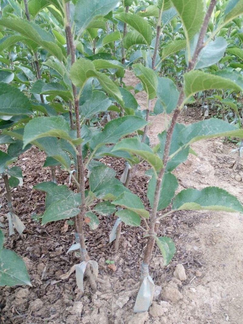 苹果树苗嫁接富士一年苹果苗价格根系发达成活率高