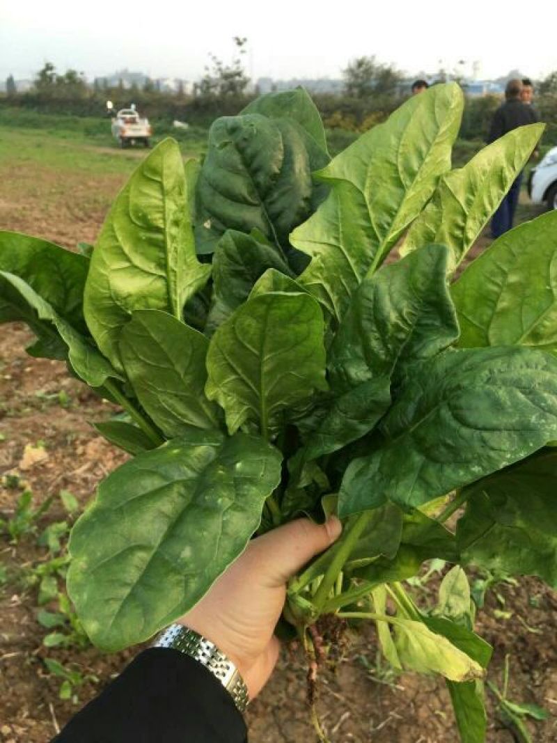 大叶菠菜20~25厘米