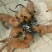 阿根廷杜高犬，狩猎犬品种齐全全国包邮包成活