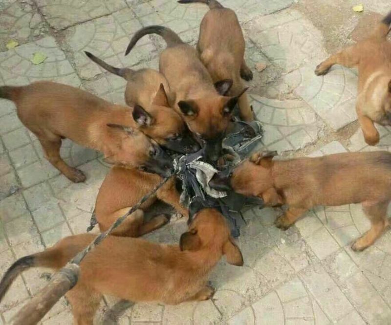 阿根廷杜高犬，狩猎犬品种齐全全国包邮包成活