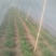四季苔韭头茬