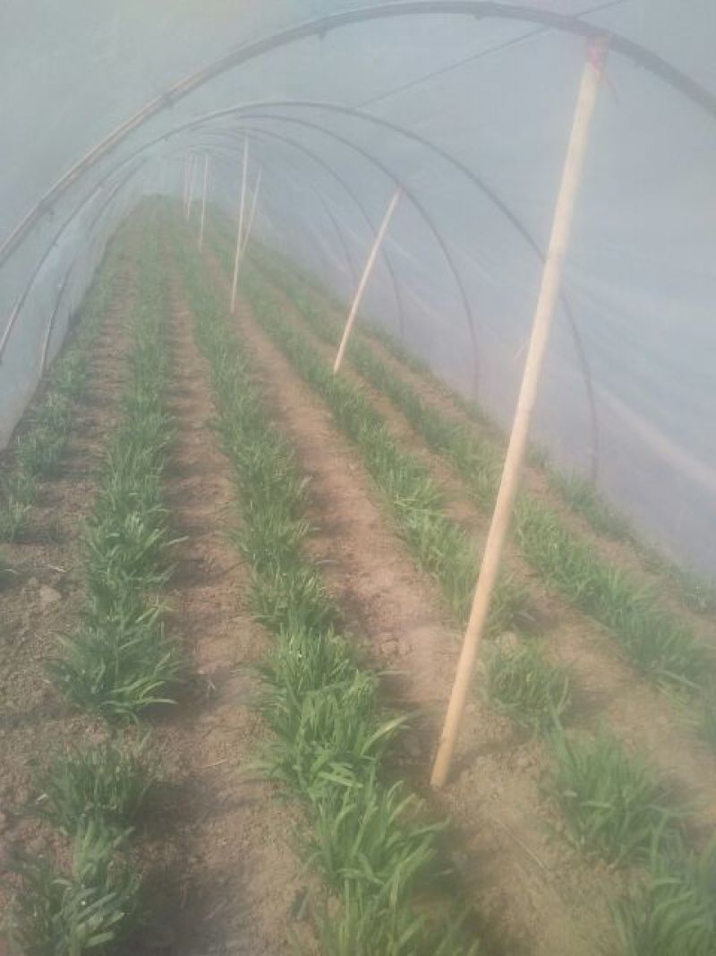 四季苔韭头茬