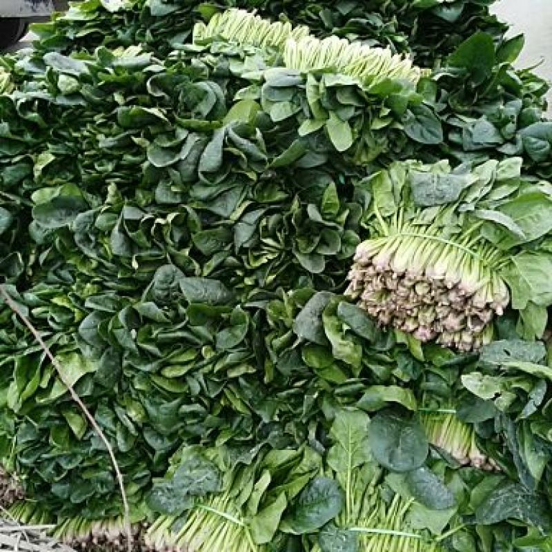 菠菜10~15厘米