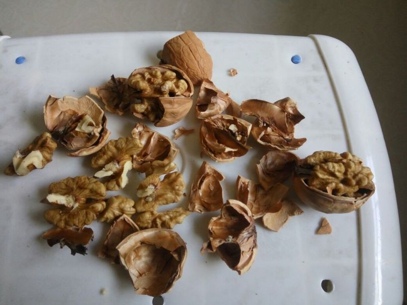 香玲核桃30mm以上去皮干