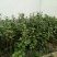 茶花苗茶花树苗红露珍爱茶花苗
