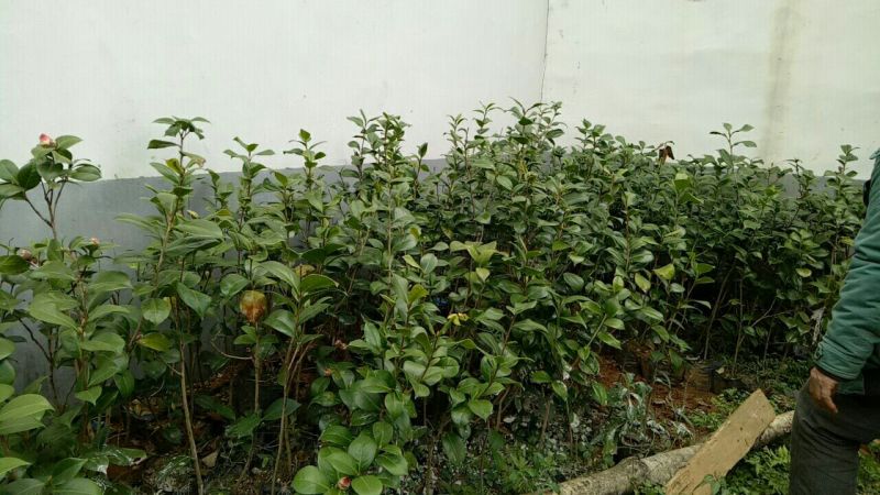 茶花苗茶花树苗红露珍爱茶花苗