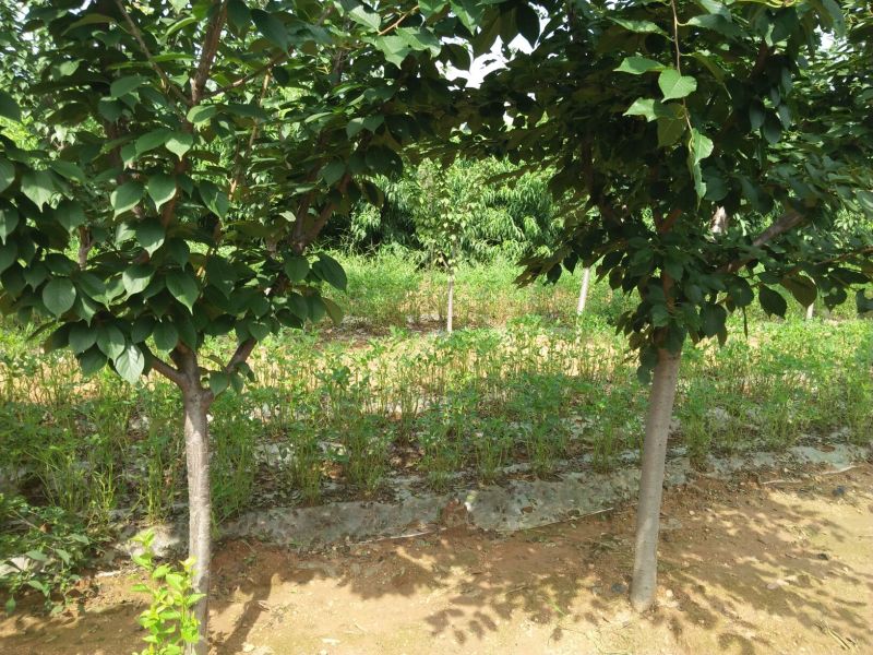 樱花树，树形好，樱花树，树形好