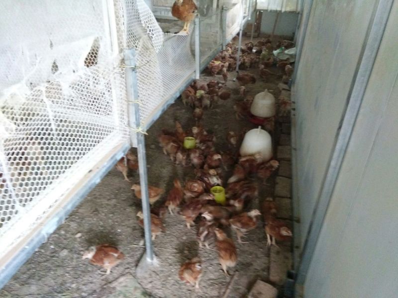红玉鸡苗1斤以上