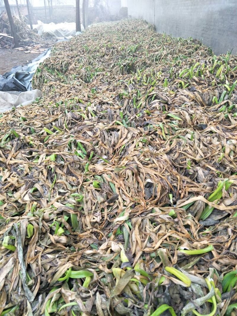 鸡腿大葱30~40cm净葱3cm左右