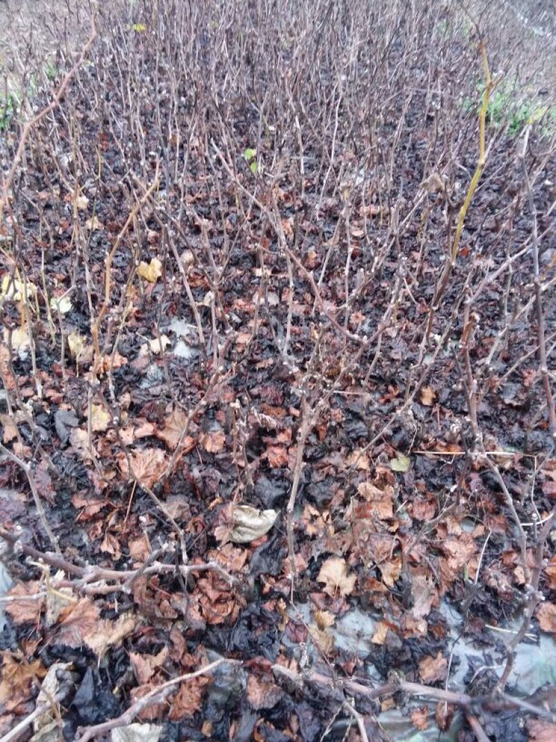 巨峰葡萄苗30~50cm1年