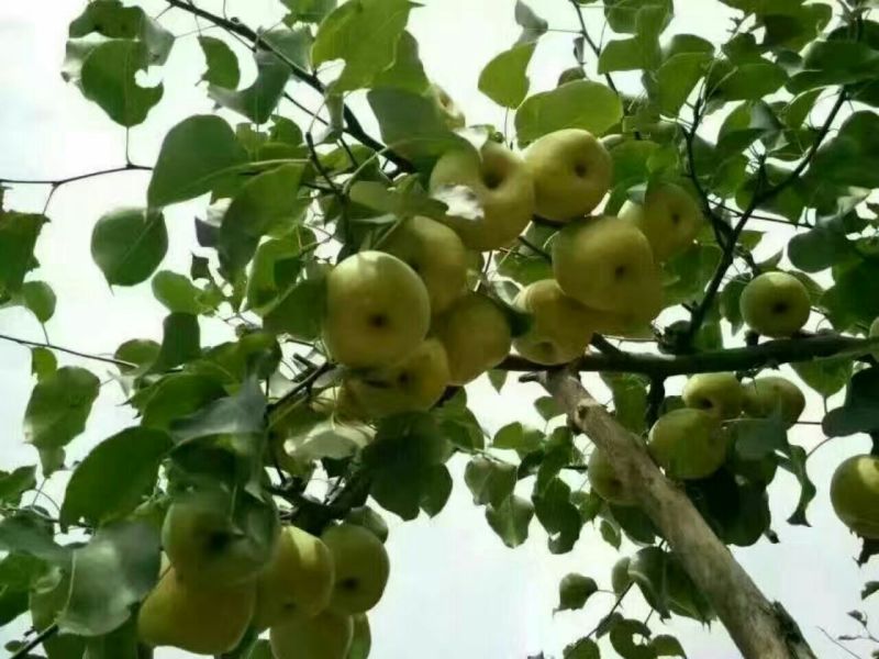 砀山梨350~400g纸箱