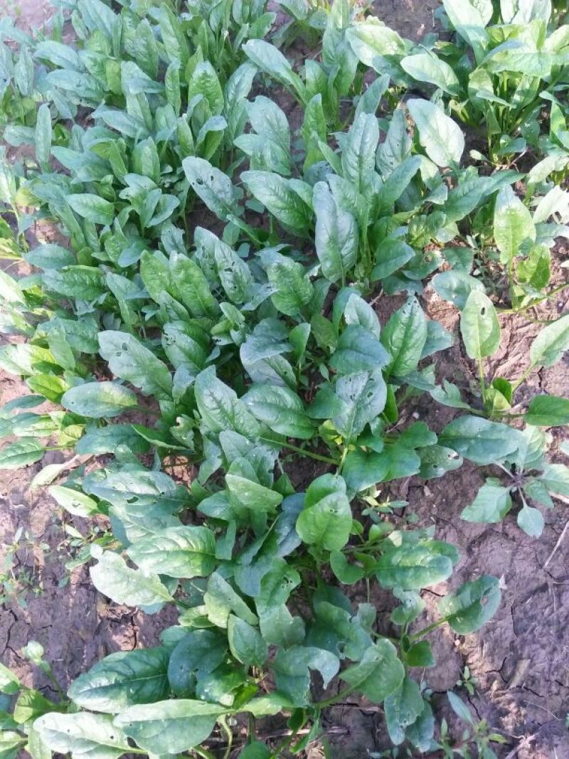 菠菜20~25厘米