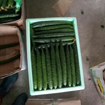 密刺黄瓜25公分以上鲜花带刺