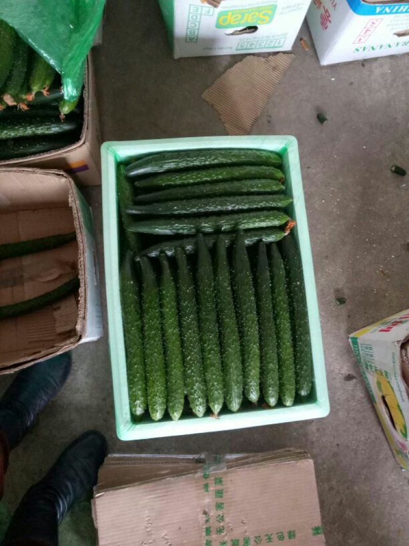 密刺黄瓜25公分以上鲜花带刺