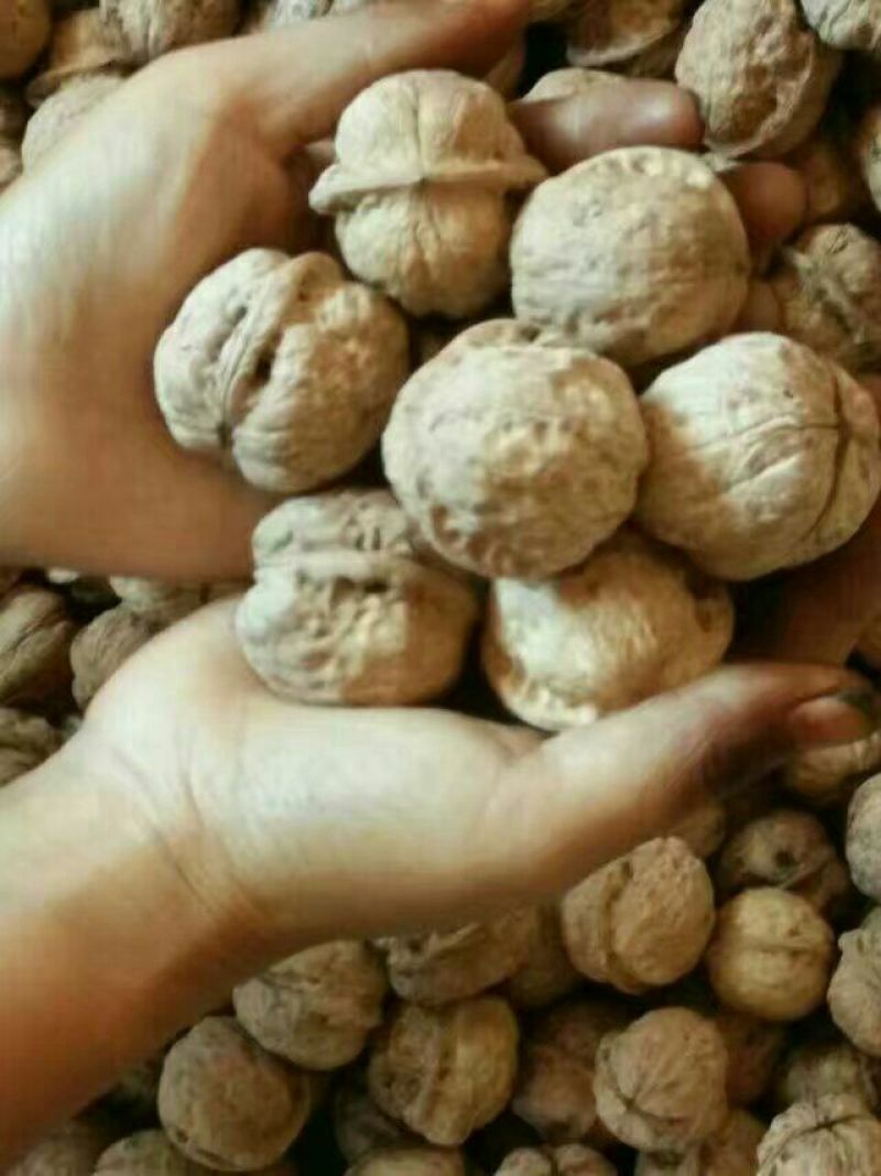 薄皮核桃30mm以上去皮