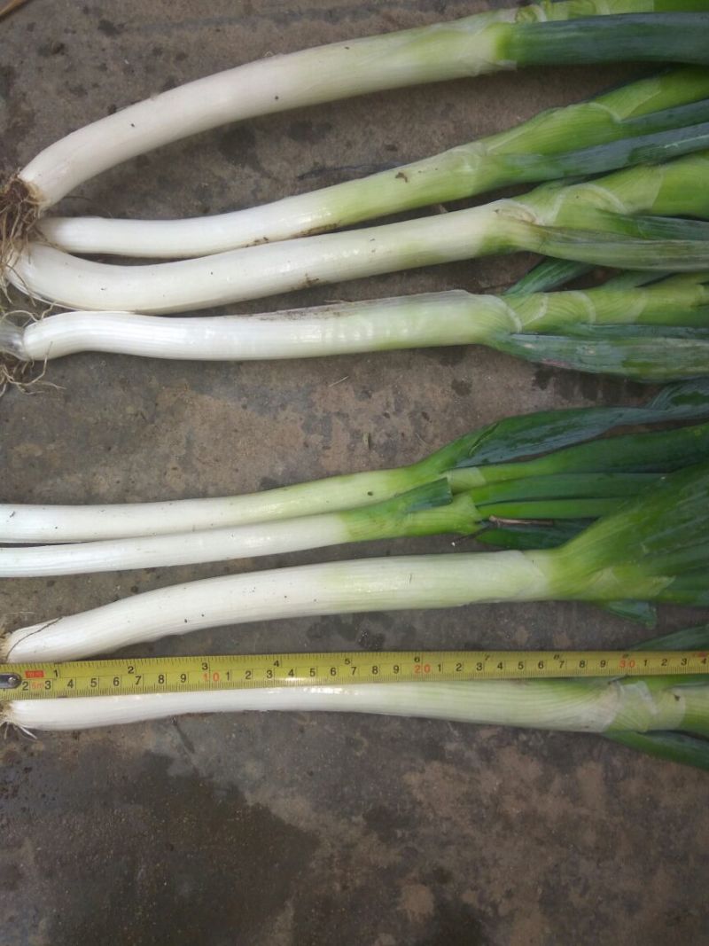 铁杆大葱30~40cm毛葱2cm左右