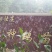 鹅苗250g以上