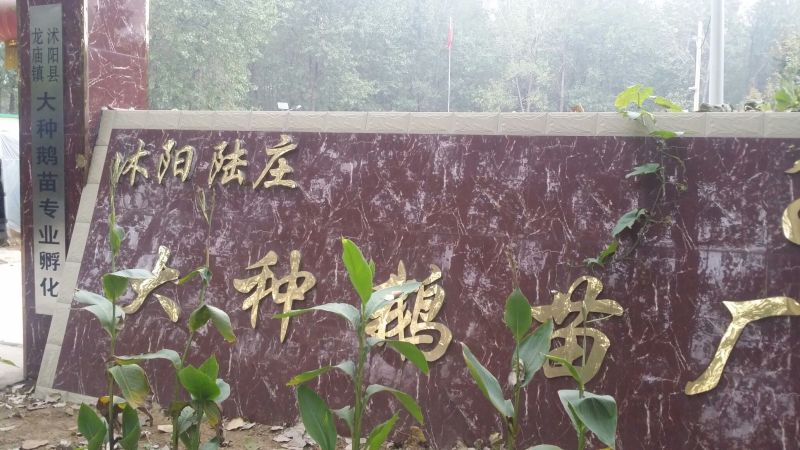 鹅苗250g以上