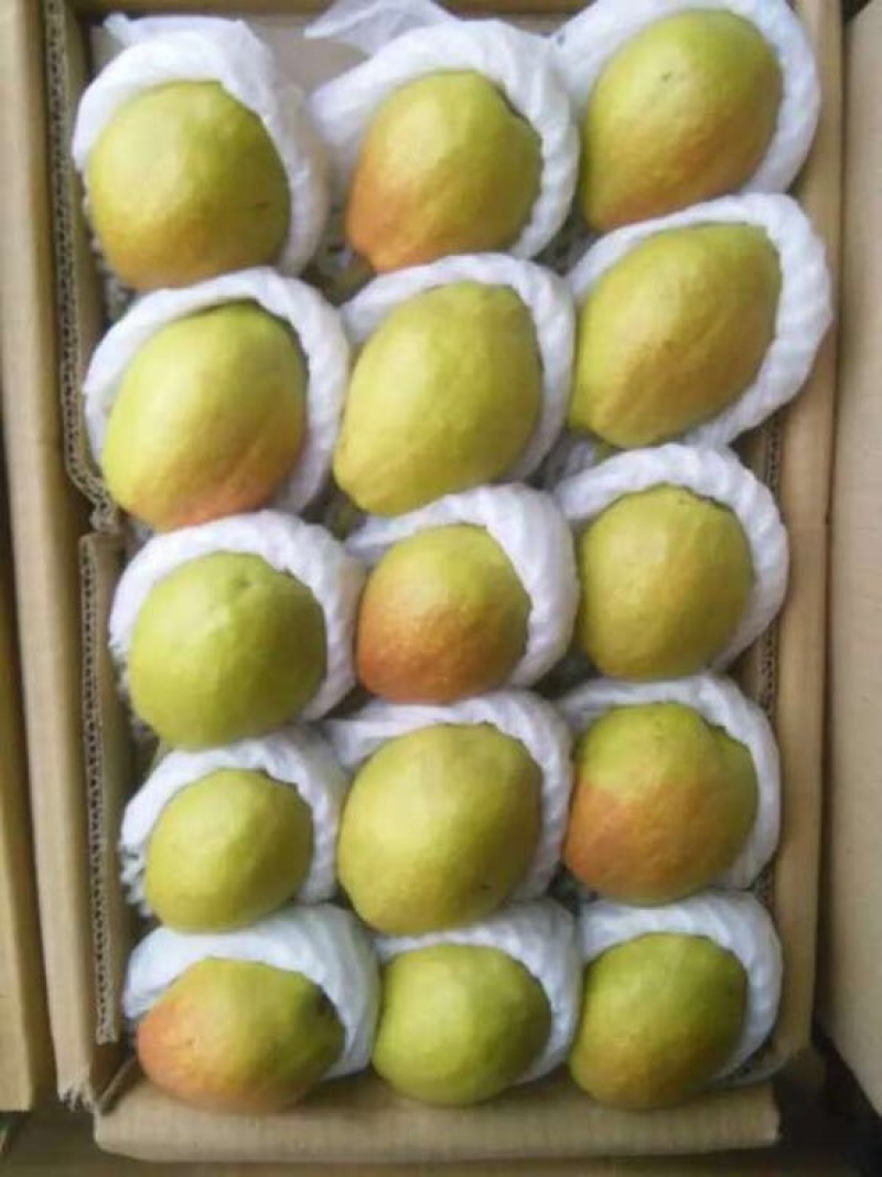 库尔勒香梨