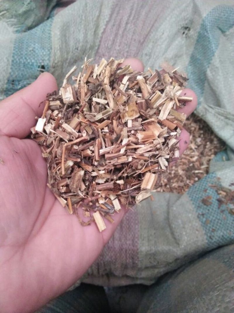 鬼针草