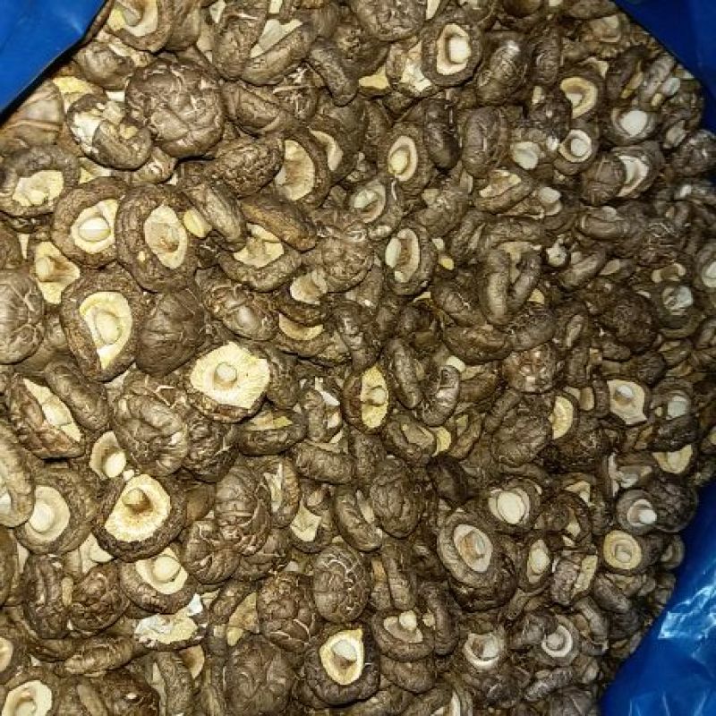 白面菇3cm以上