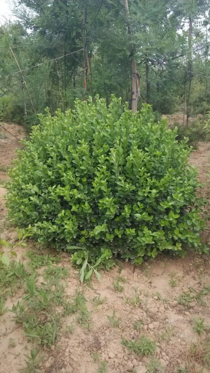 胶州卫矛1.5~2米