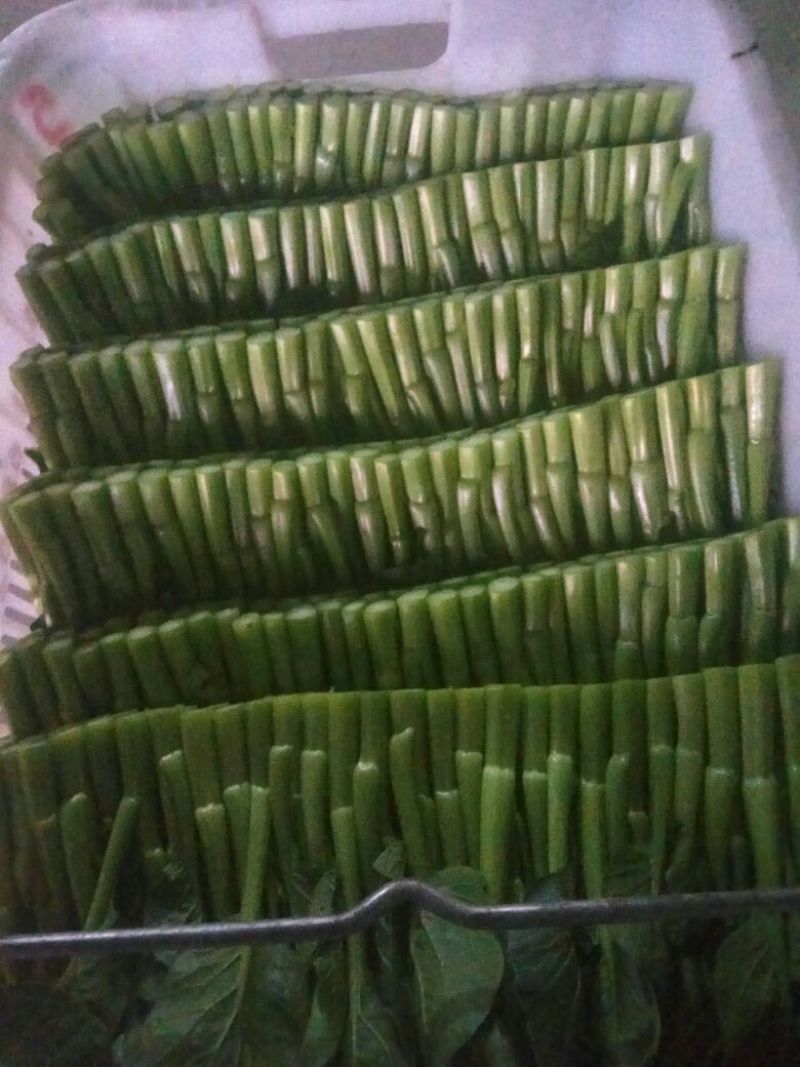 菜苔10~15厘米