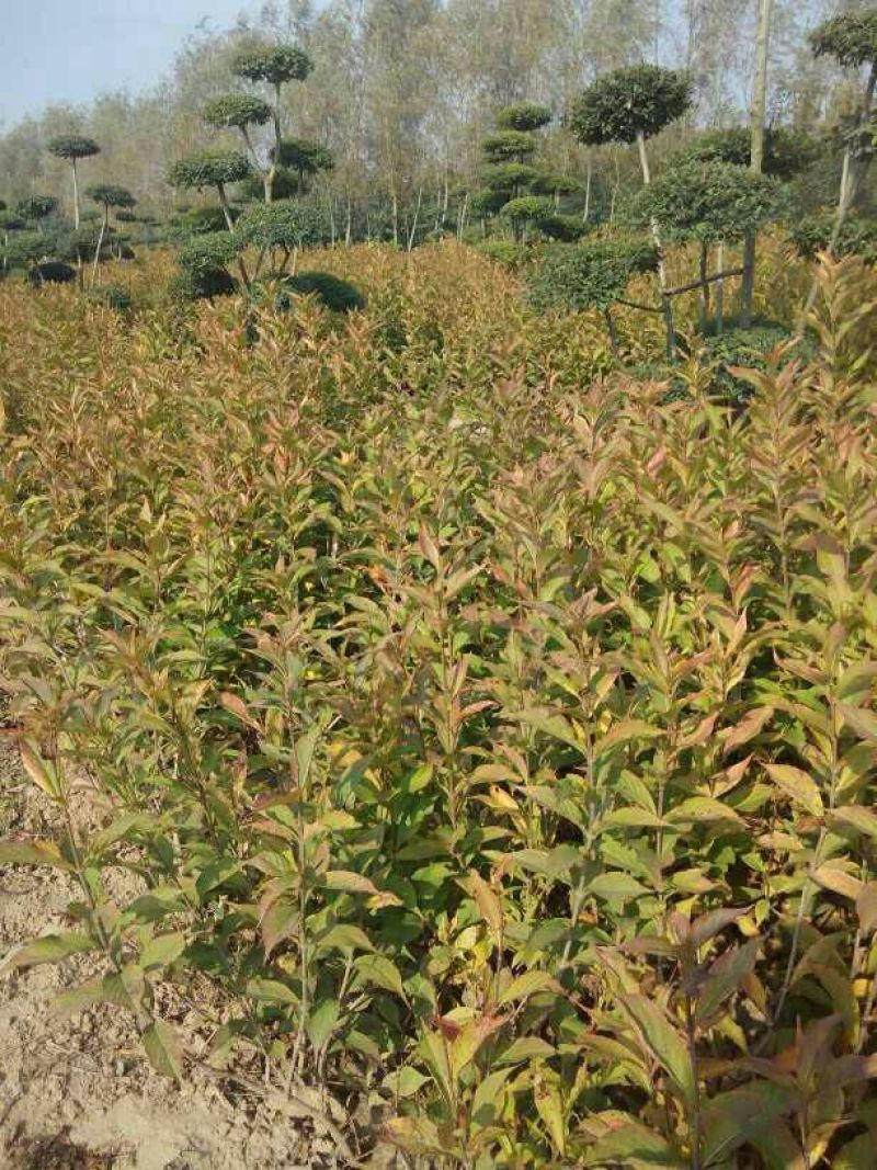 河南鄢陵红王子锦带花批发
