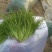 苦菊12~15cm
