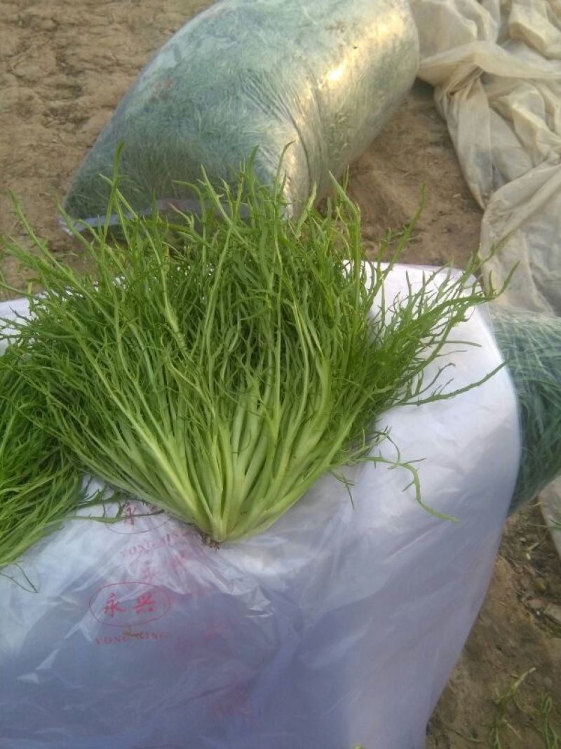 苦菊12~15cm