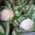 白花菜花1斤紧密乳白