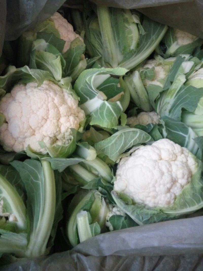 白花菜花1斤紧密乳白