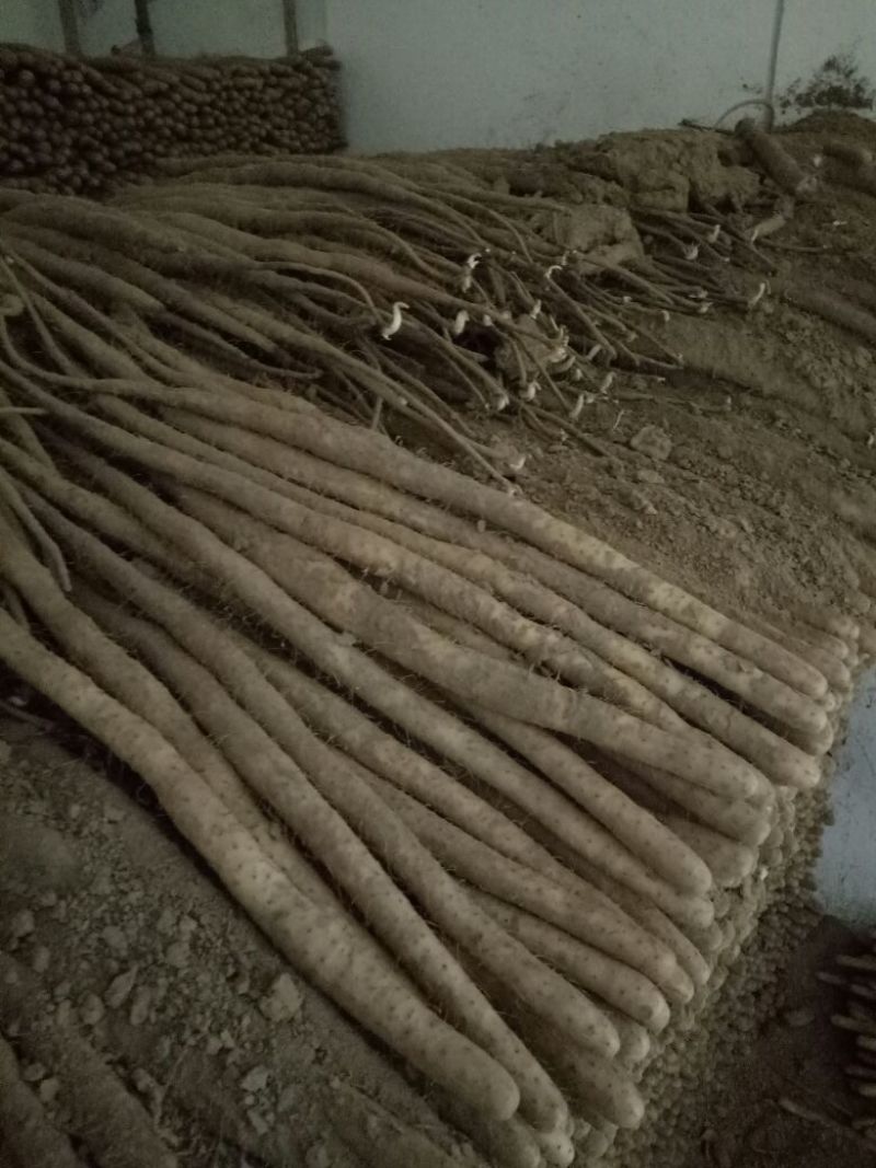 小白嘴白山药2~3厘米一级20~30厘米河北产区